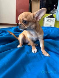 Chihuahua femminuccia