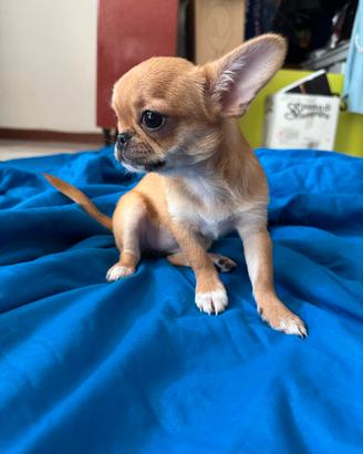 Chihuahua femminuccia