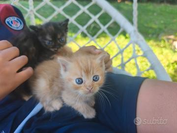 Gatti mamma persiana e papa gatto nero