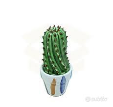 piantina grassa finta