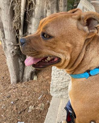 Staffordshire Bull Terrier