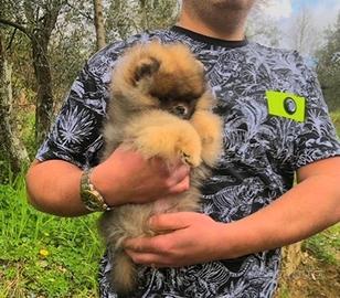 Pomerania alta qualità con pedigree ENCI