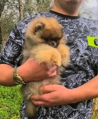 Pomerania alta qualità con pedigree ENCI