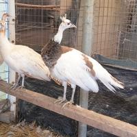 Pavoni Arlecchino. Arlecchino Nigripennis