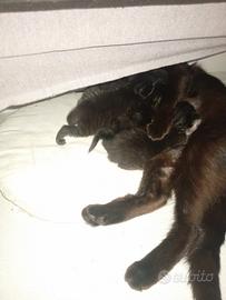 Cuccioli di gattini