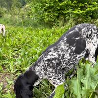 Cane bracco pointer