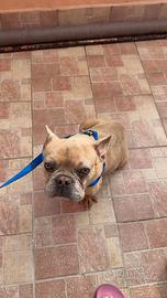 Bulldog francese