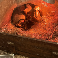 Cuccioli di segugio italiano