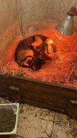 Cuccioli di segugio italiano