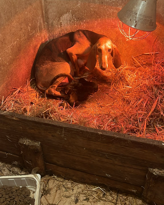 Cuccioli di segugio italiano