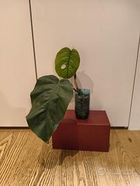 Monstera Dubia #3