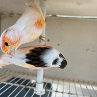 Canarini Arlecchino portoghesi