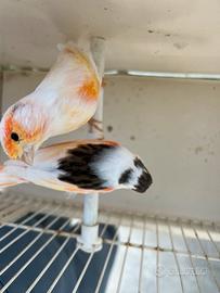 Canarini Arlecchino portoghesi