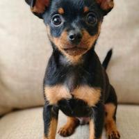 Pinscher toy