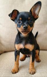 Pinscher toy