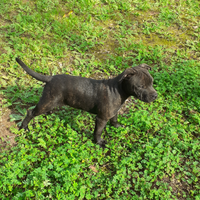 Cuccioli staffordshire bull terrier