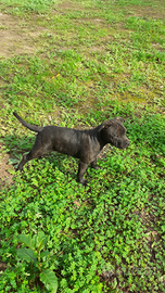 Cuccioli staffordshire bull terrier