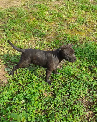Cuccioli staffordshire bull terrier