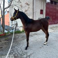 Puledra Araba 10 mesi