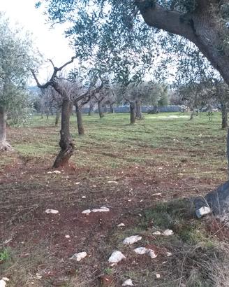 Terreno agricolo
