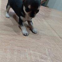 Cuccioli di Chihuahua maschio