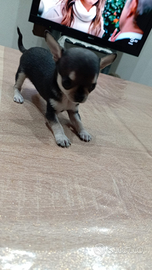 Cuccioli di Chihuahua maschio