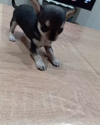 Cuccioli di Chihuahua maschio