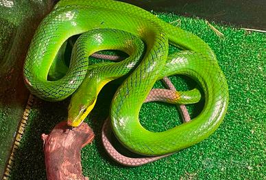 Acrochordus javanicus 
