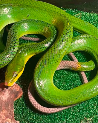 Acrochordus javanicus 

