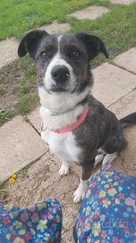 Cane border collie