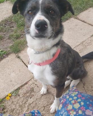 Cane border collie