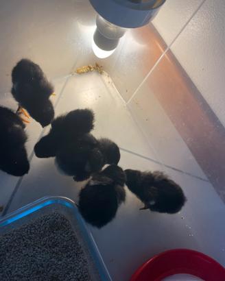 Pulcini di galline Marans