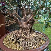 Olivastro di 60 anni