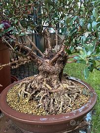 Olivastro di 60 anni