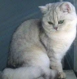 British shorthair