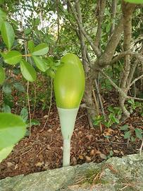 5 Lampade da giardino di design LUCE PLAM