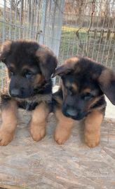 Disponibile un maschio di Pastore Tedesco