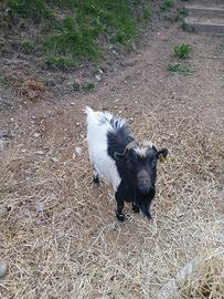 Capretta tibetana maschio
