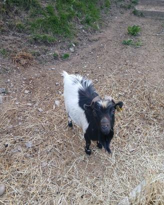 Capretta tibetana maschio