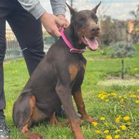Dobermann femmina marrone
