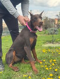 Dobermann femmina marrone