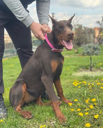 Dobermann femmina marrone