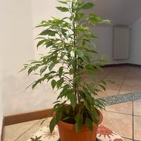 Ficus Benjamin 72 cm