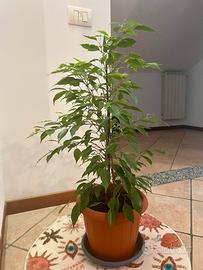 Ficus Benjamin 72 cm