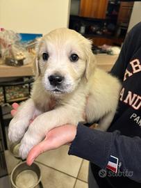 Cuccioli di Golden Retriver inglese