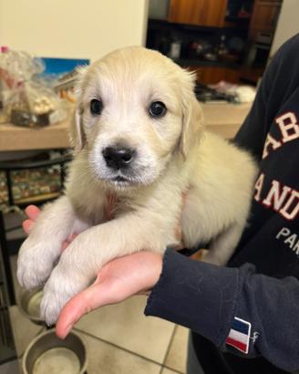 Cuccioli di Golden Retriver inglese