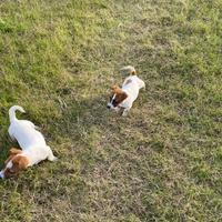 Cuccioli di Jak rassel