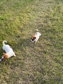 Cuccioli di Jak rassel