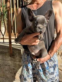 Maschietto bulldog francese blu
