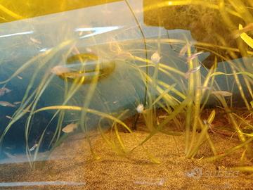 pianta acquario vallisneria gigantea